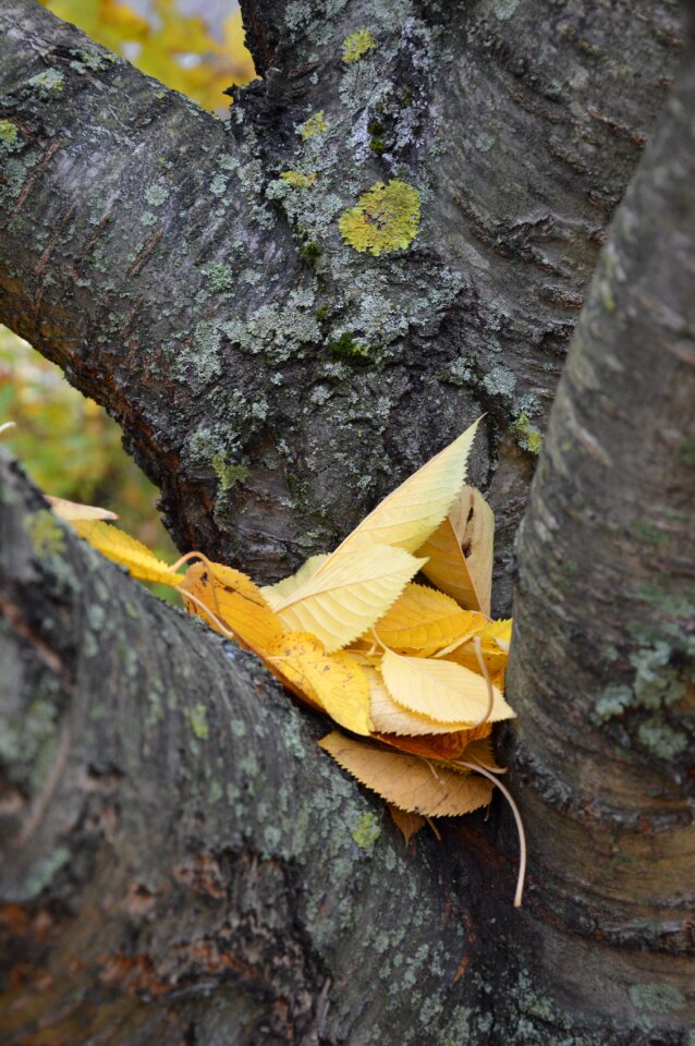 Leaves autumn october