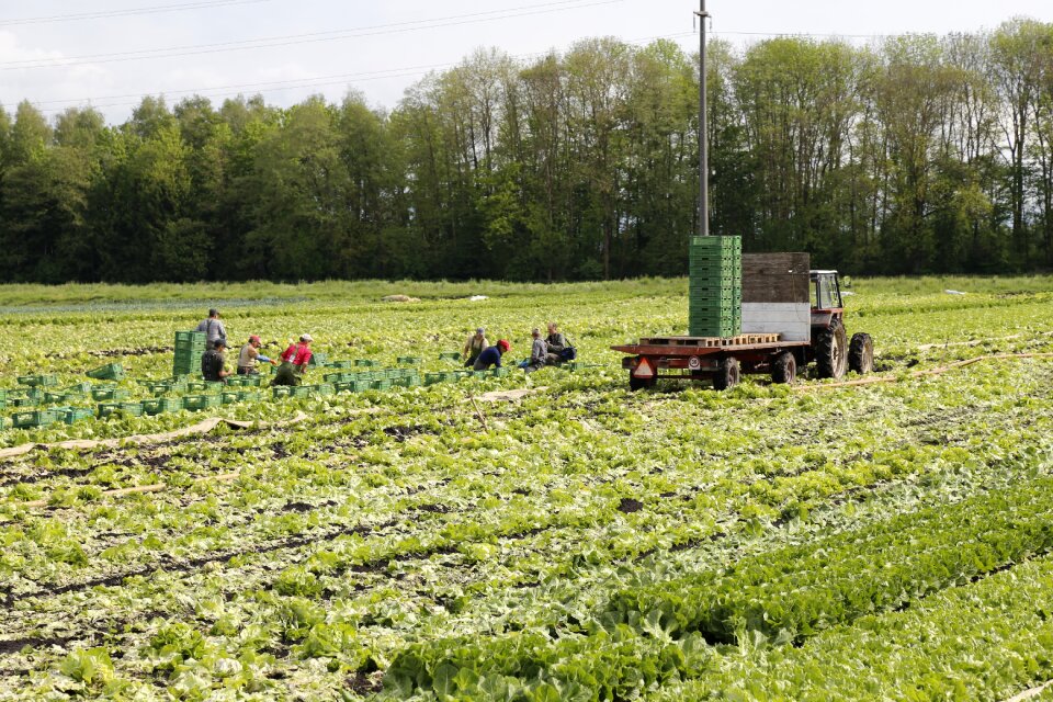 Agriculture salad food