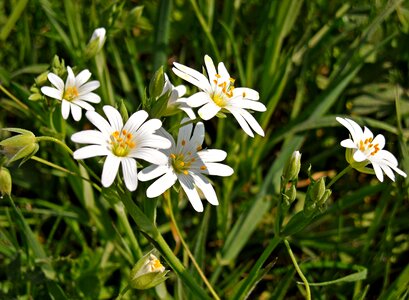 Flowers white flowers stamens