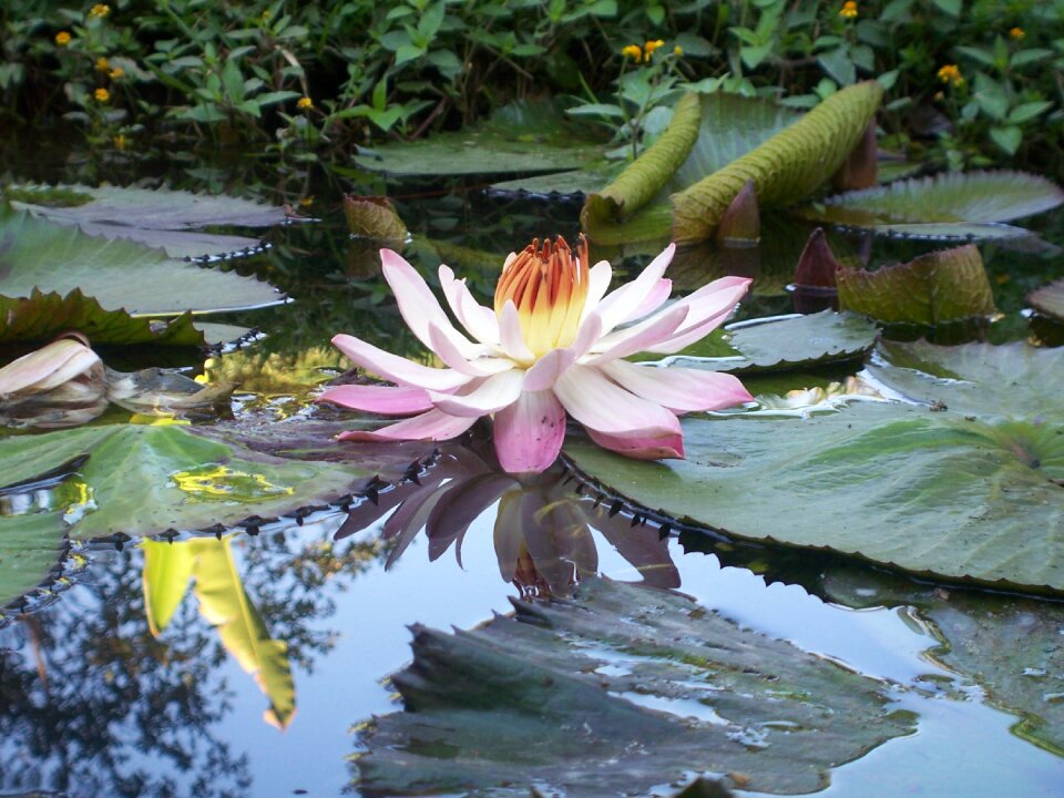 Nature pond natural
