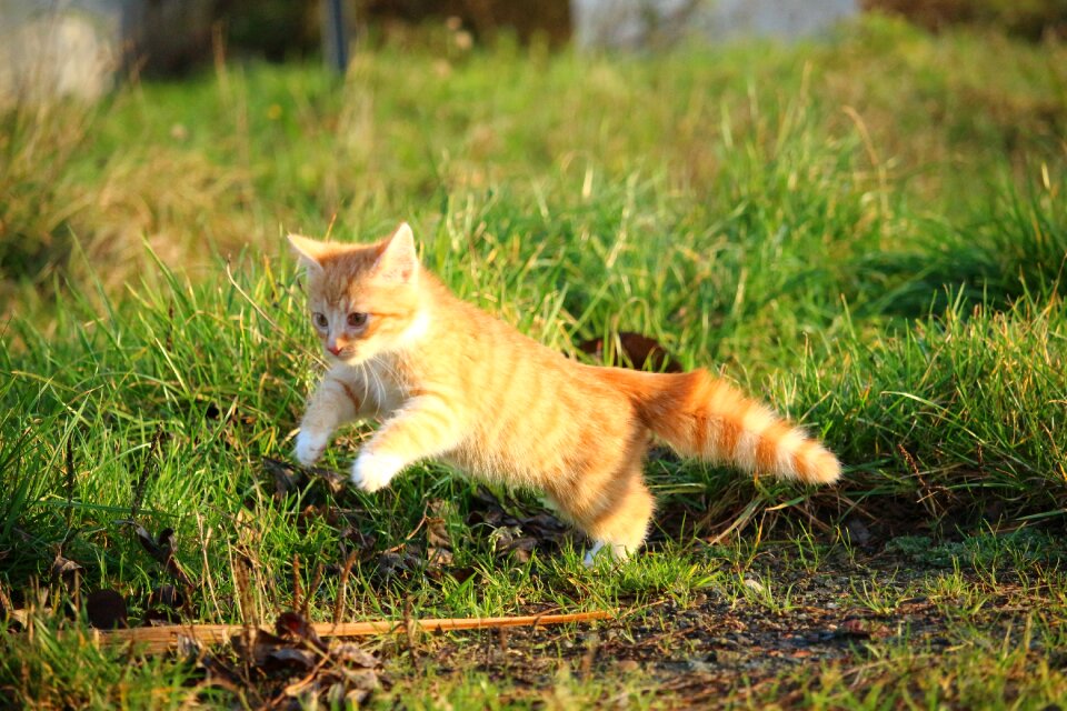Young cat red cat domestic cat