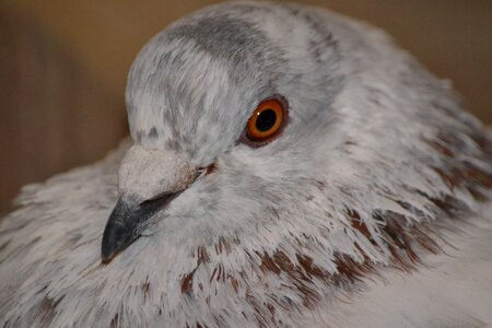 Bird pigeon plumage nature photo
