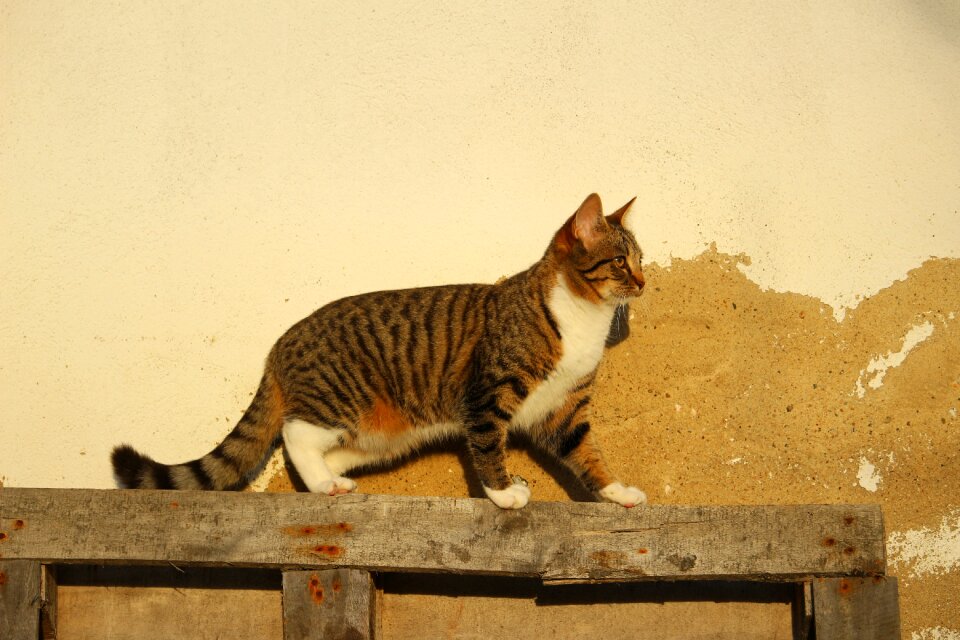 Mackerel mieze domestic cat