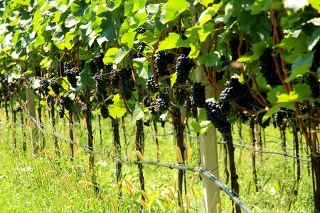 Winegrowing plant grapevine