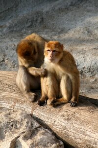 Gregarious kurkászik grooming