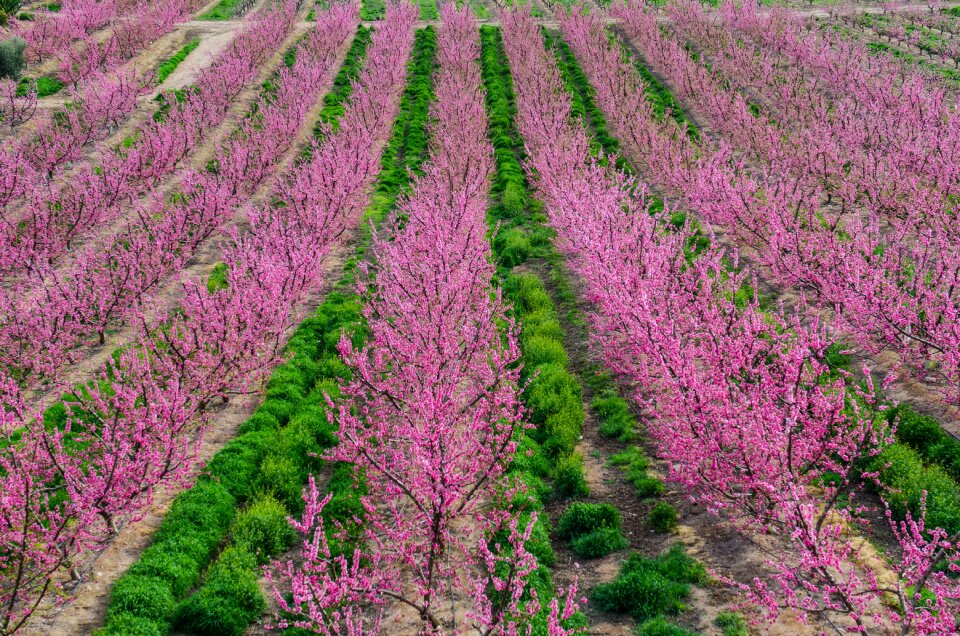 Pink flowers trees fruit trees