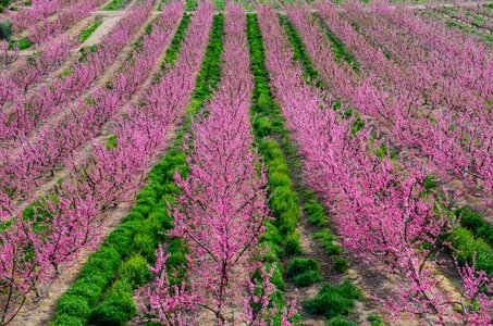 Pink flowers trees fruit trees