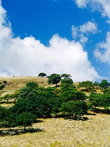 Sheep pasture olives photo