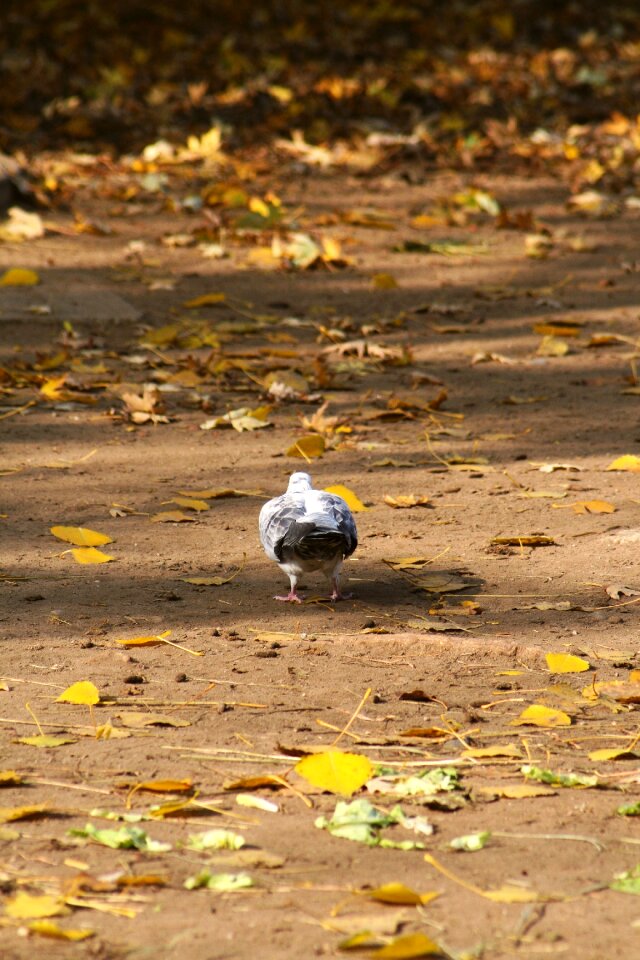 Feathered winged animal