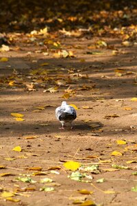 Feathered winged animal