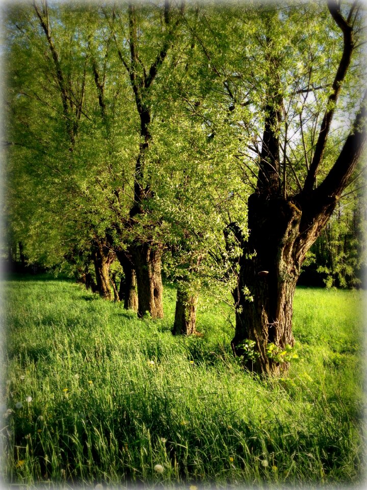 Green spring nature