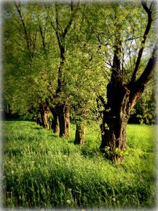 Green spring nature photo