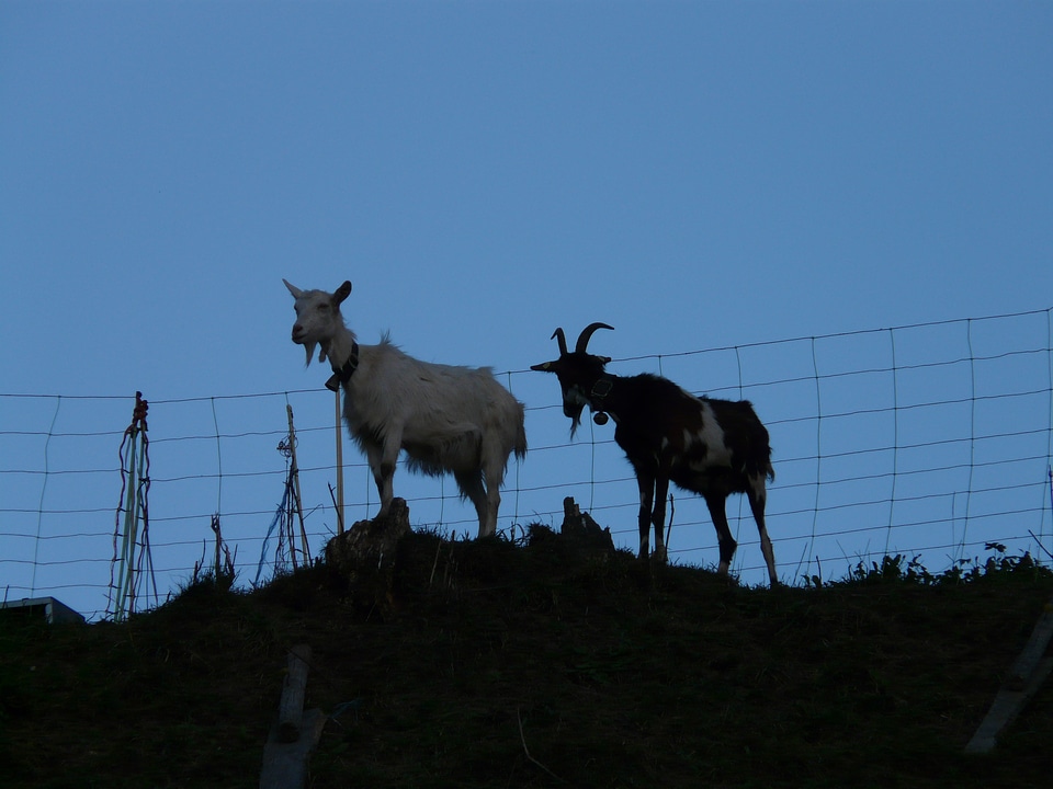 Horns ausschau keep an eye out