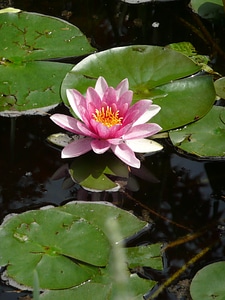 Garden blossom bloom