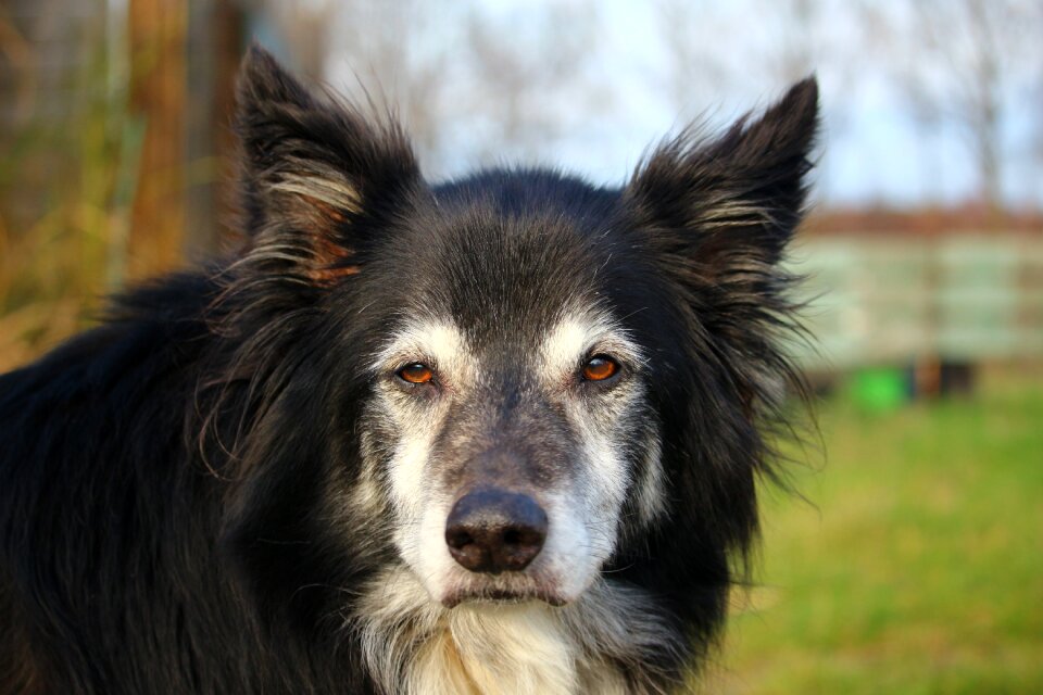 Border purebred dog collie