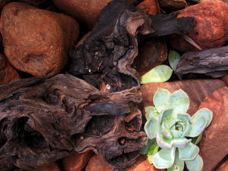 Plant africa nature
