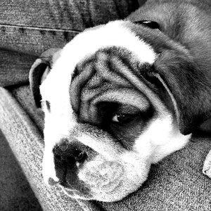 Amigo gray puppy