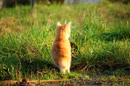 Young cat red cat domestic cat
