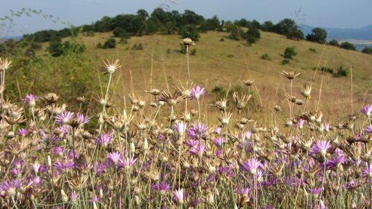 Flower area wild plant