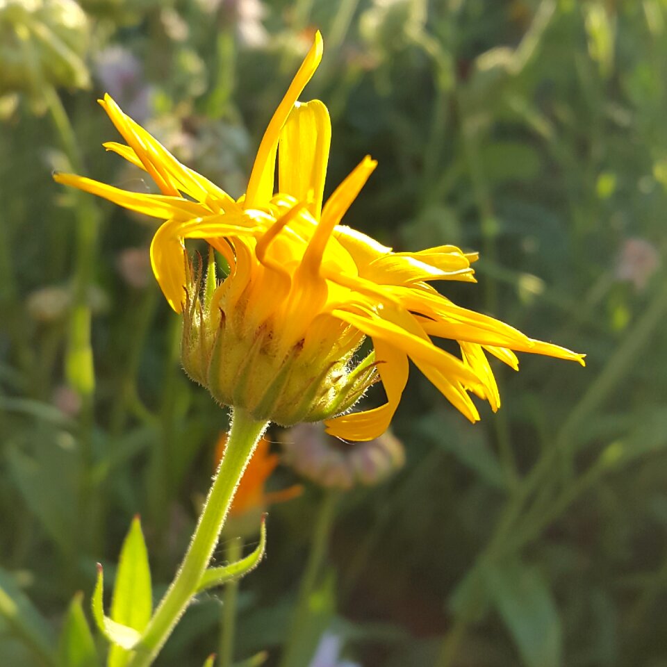 Sun withering yellow flowers