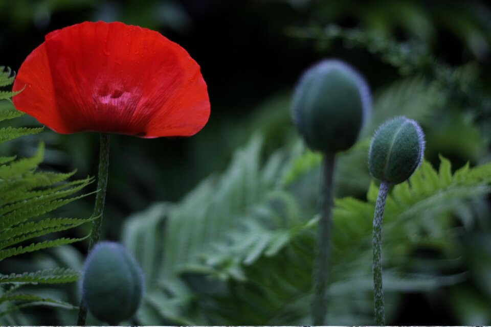 Nature red meadow