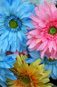 Summer blossom floral