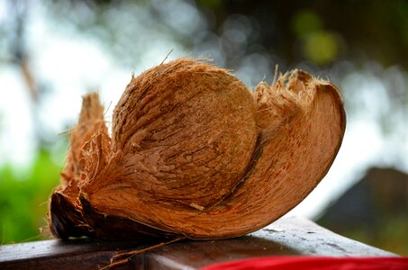 Coconut paradis thailand photo