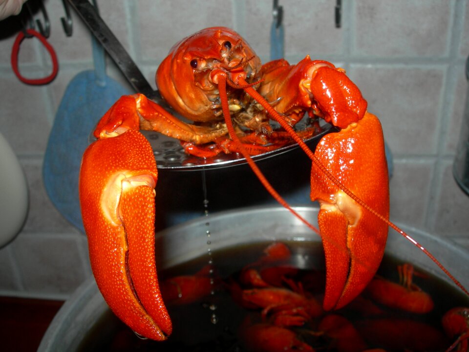 Freshly boiled crayfish party chlorine
