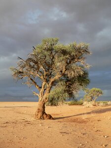 Drought namibia sand