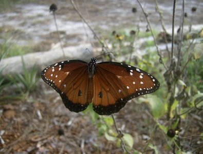 Insect wings of butterfly