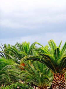 Tree forest summer