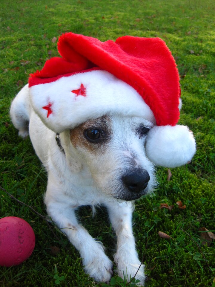 Santa hat red cute