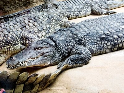 Reptile animals gators photo