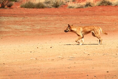 Wild dog animal photo