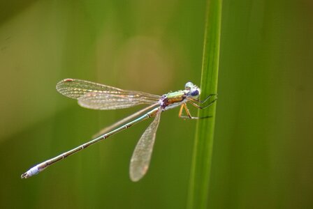Evening insect nature