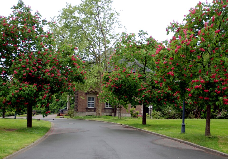 Away road tree lined avenue