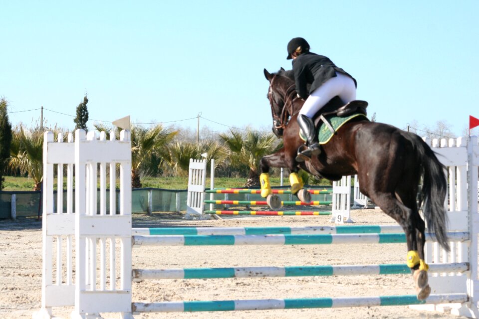 Equestrian horse jumping
