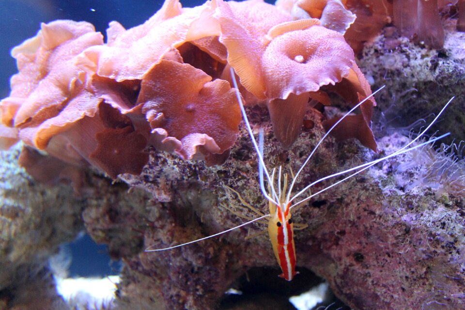 Tropical prawn tank