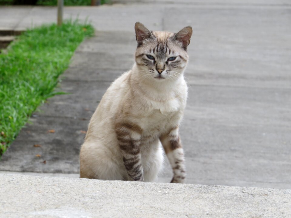 Cat pet animal pet