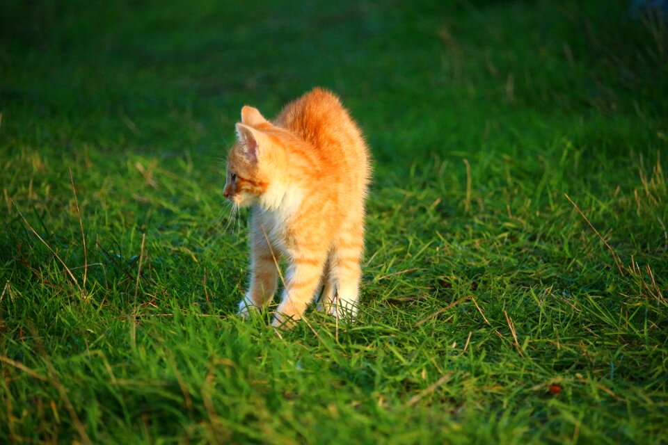 Cat baby young cat red cat