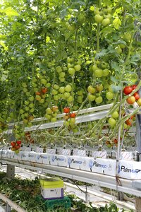 Hors-sol agriculture food