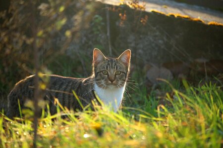 Stone wall grass mieze