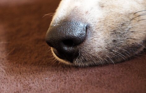 Dog animal dog snout