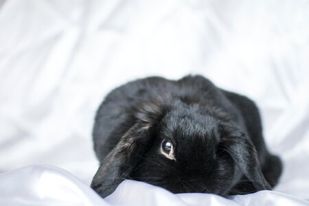 Cute animals pets