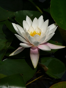 Pond water blossom