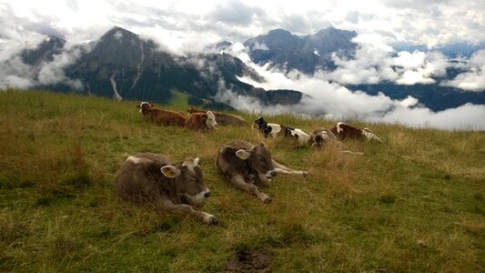 Cows summit dolomites