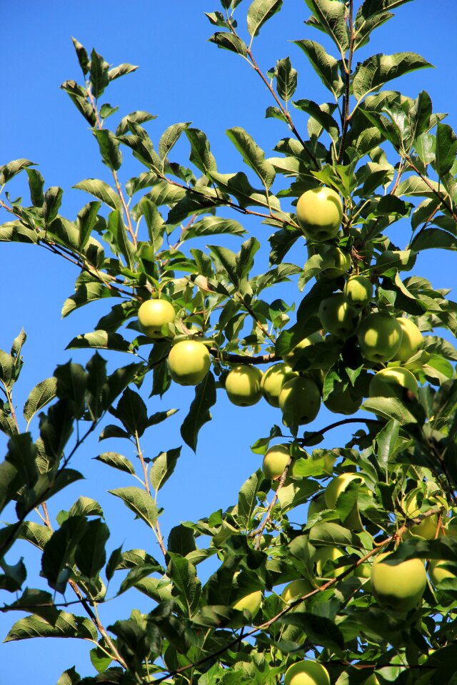 Apple tree green fresh