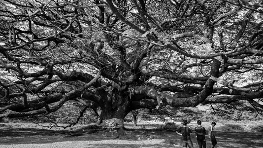 The giant kanchanaburi black and white