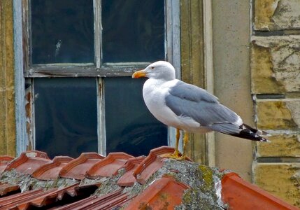 Window roofs