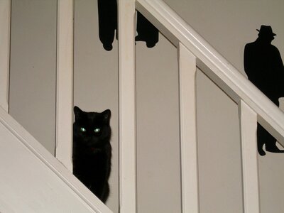 Black cat black white domestic animal